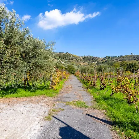 Vigna Dell'etna * Piedimonte Etneo